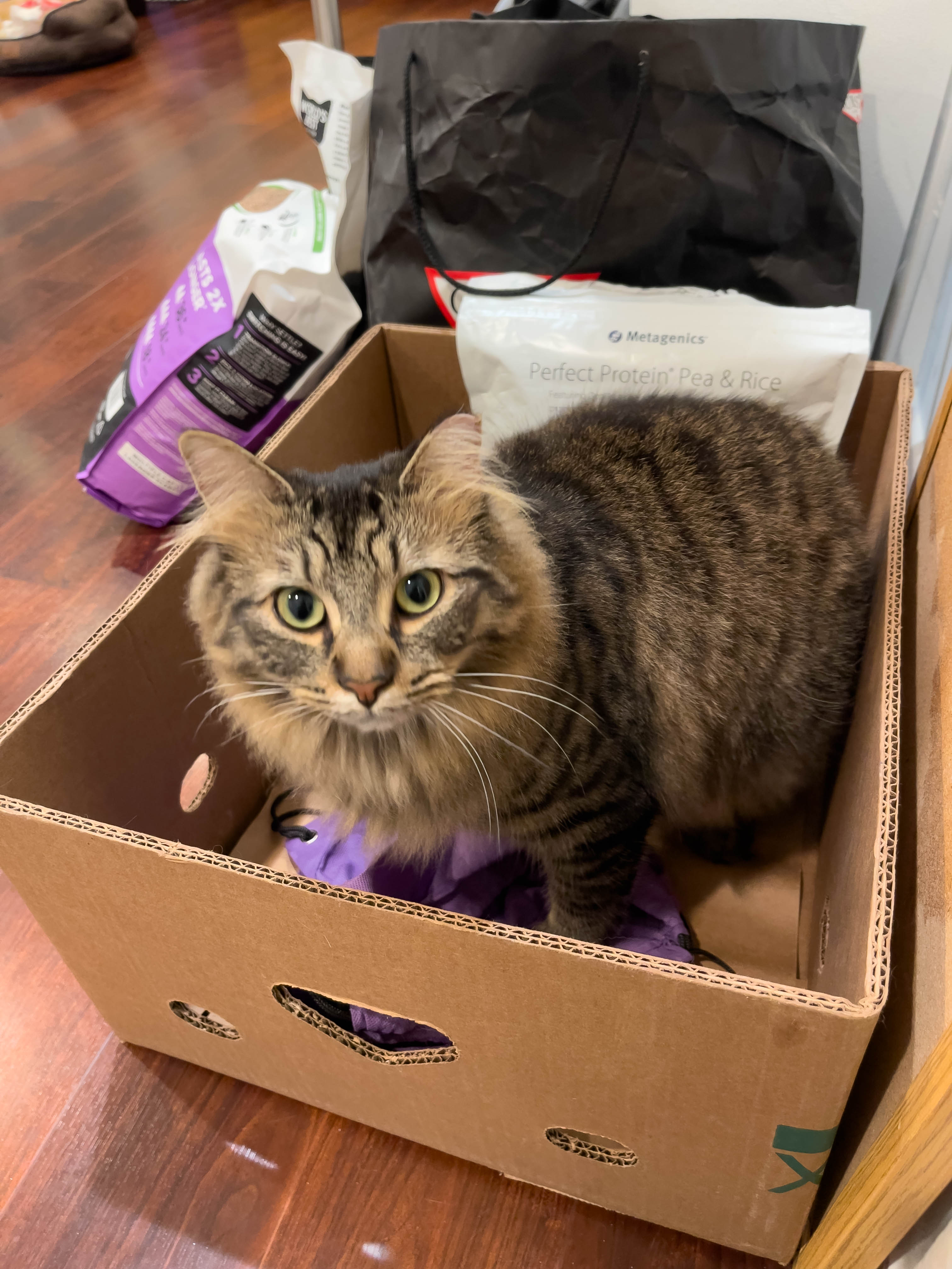 Cat in box!
