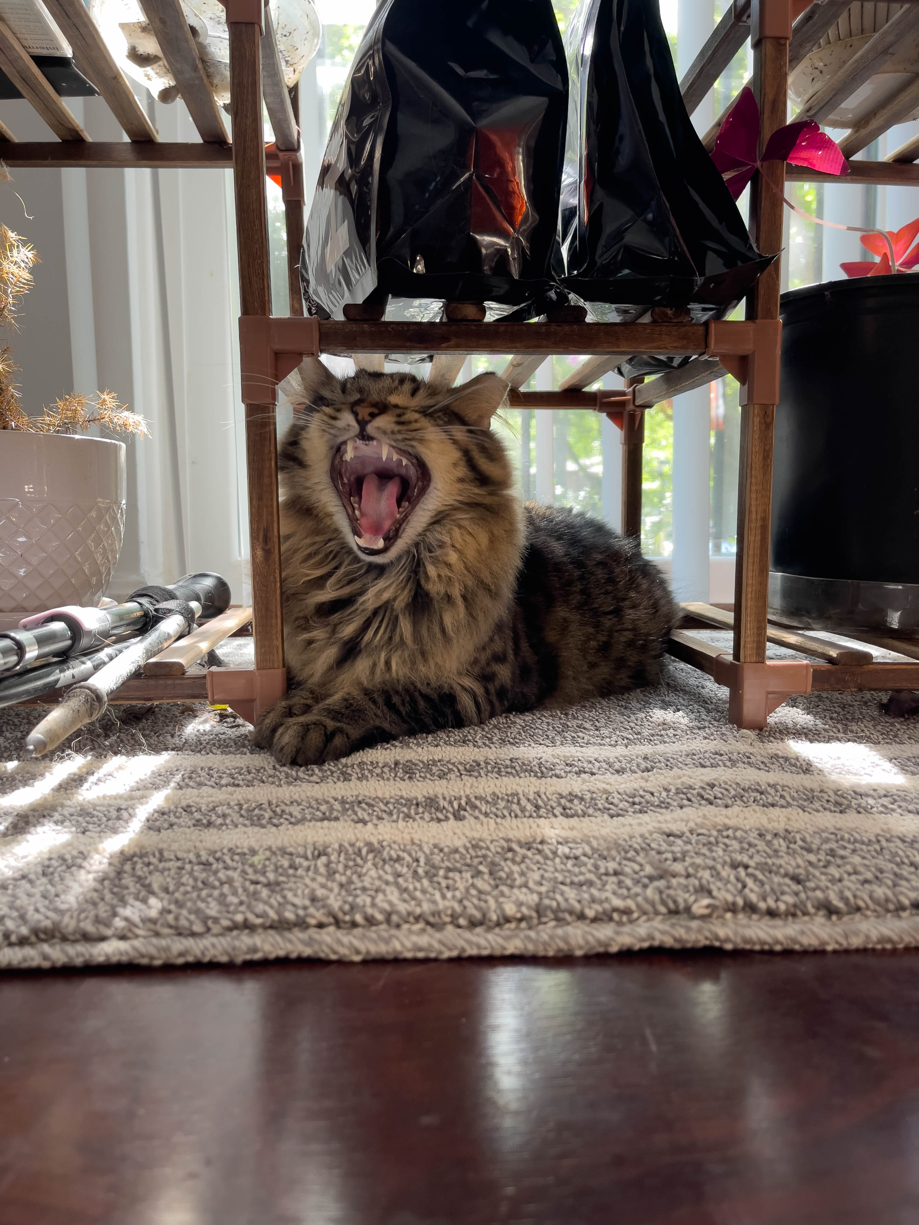 Cat yawn