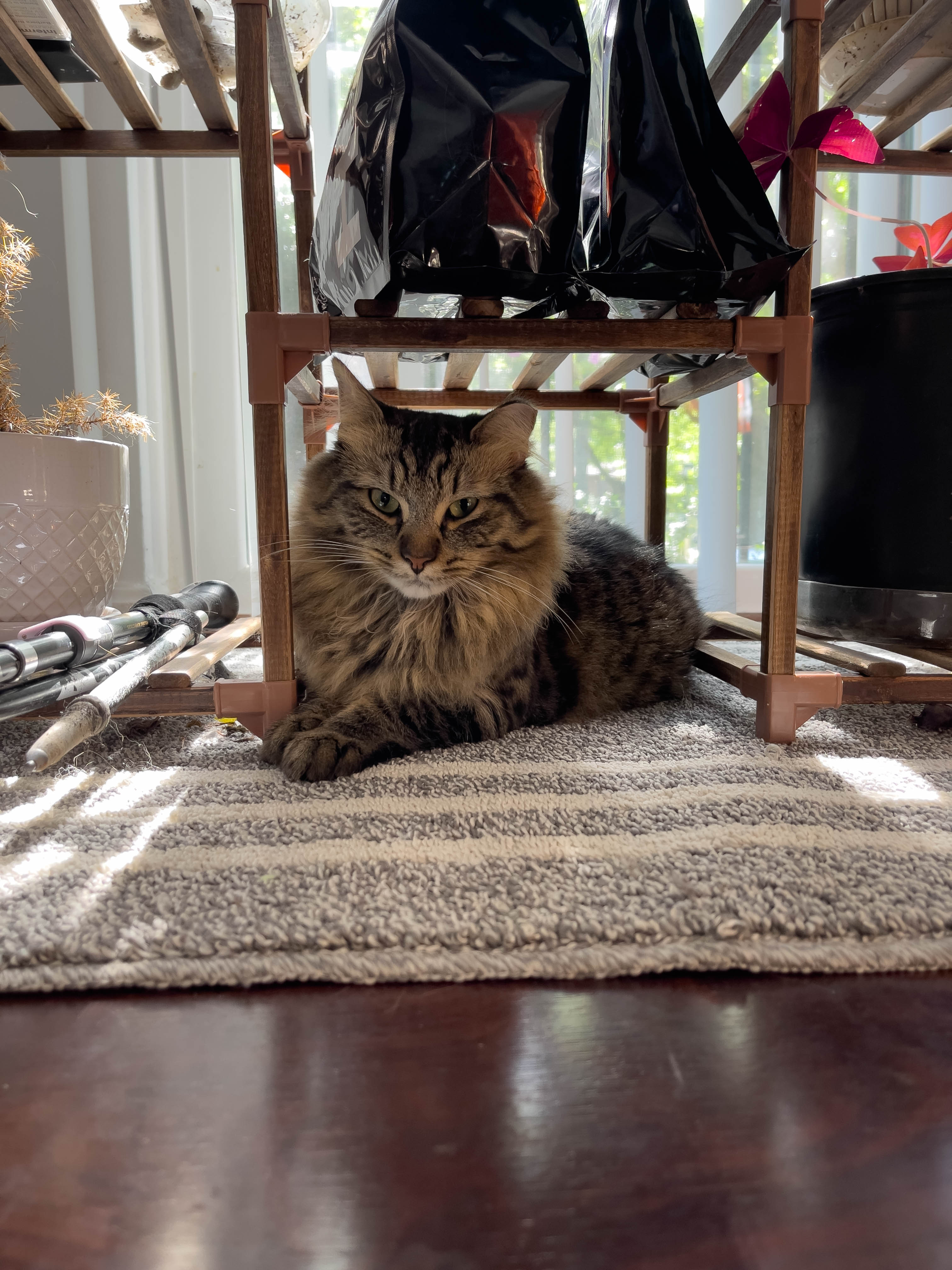 Cat no yawn