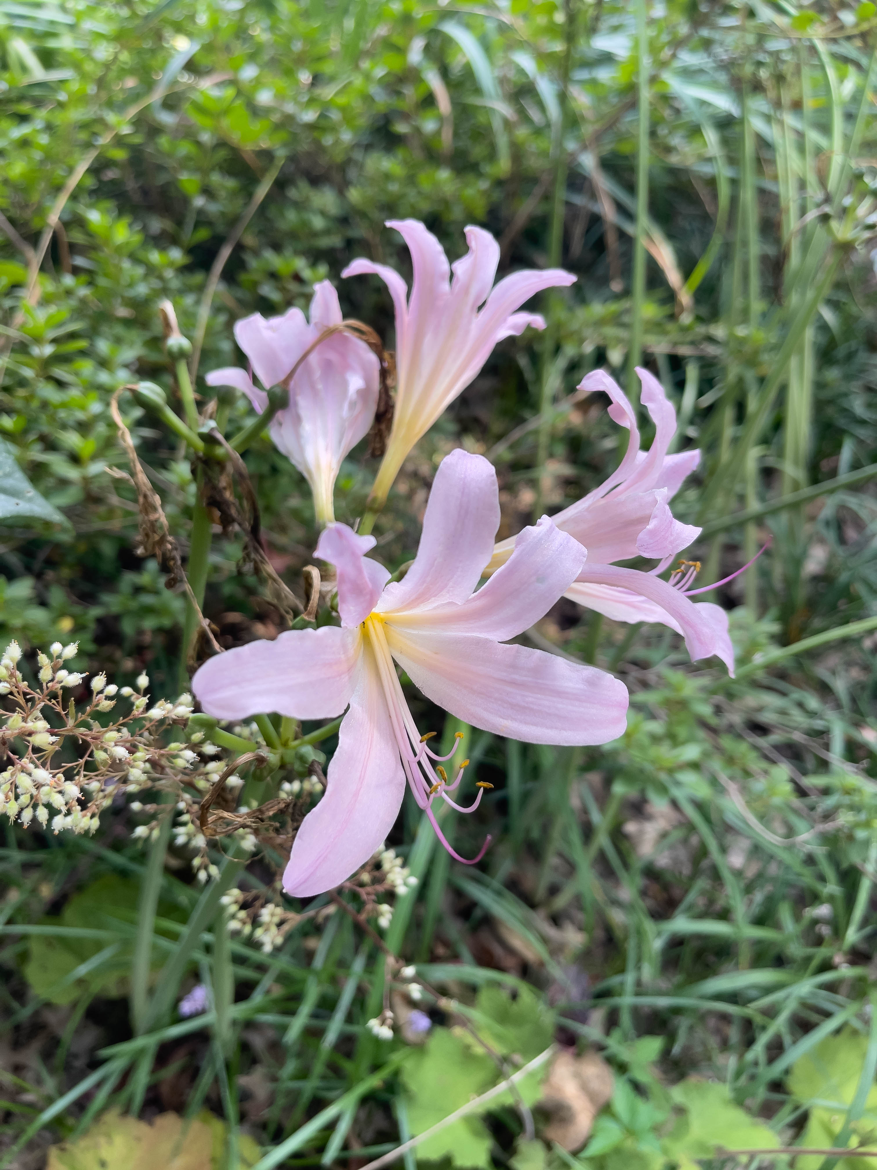 Unedited version of Beautiful lilies