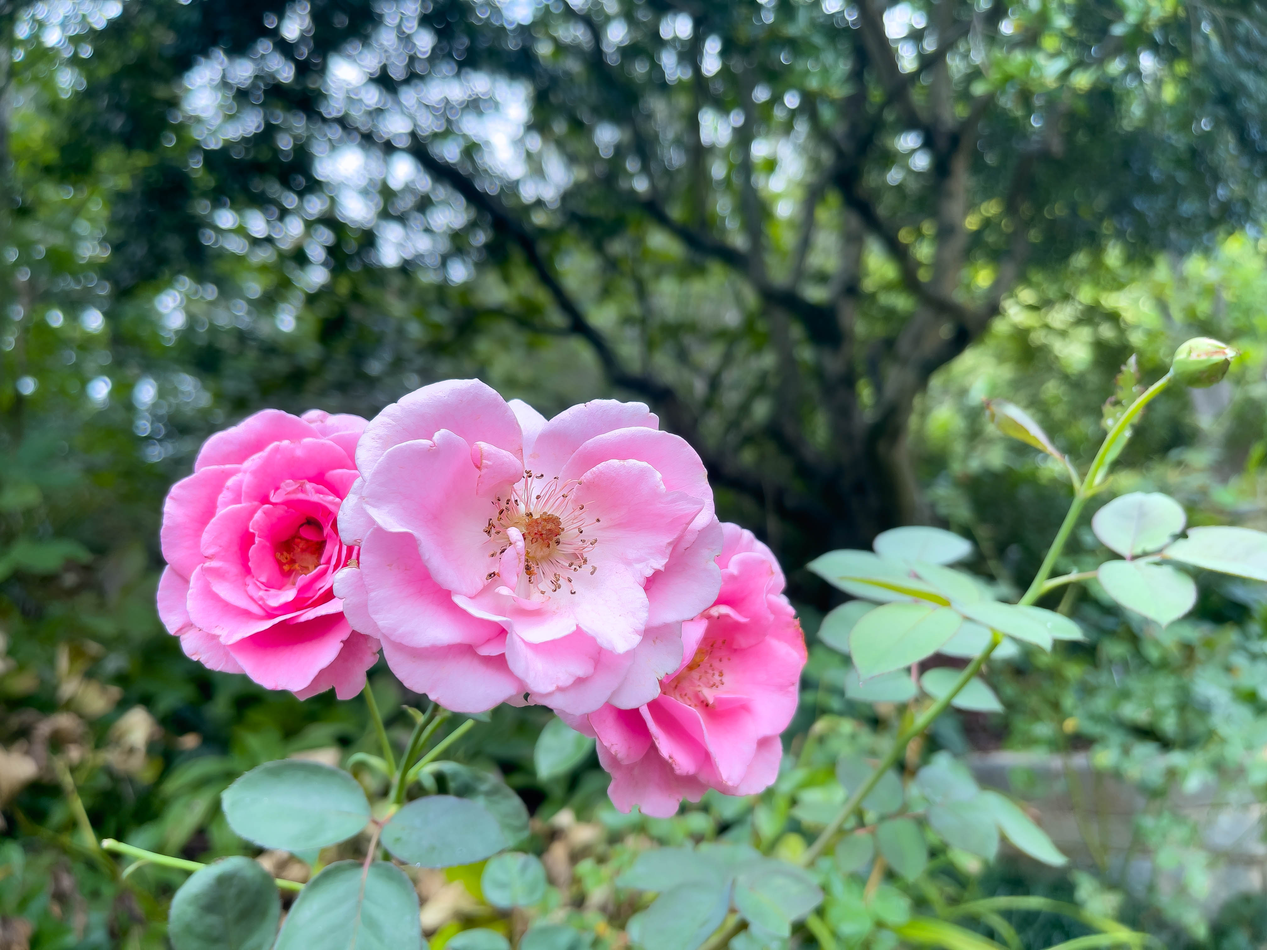 Pretty pink flowers.