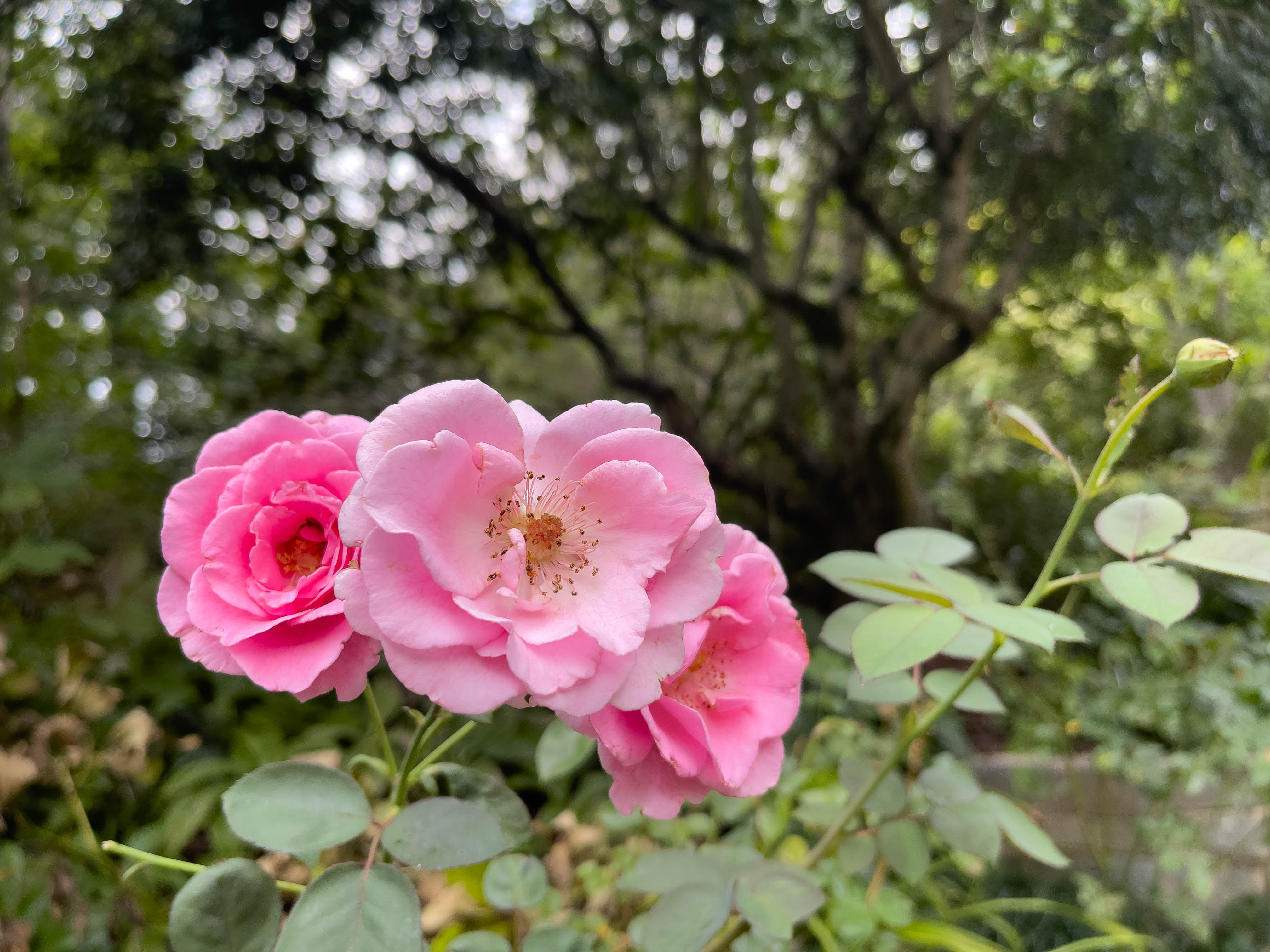 Unedited version of Pretty pink flowers.
