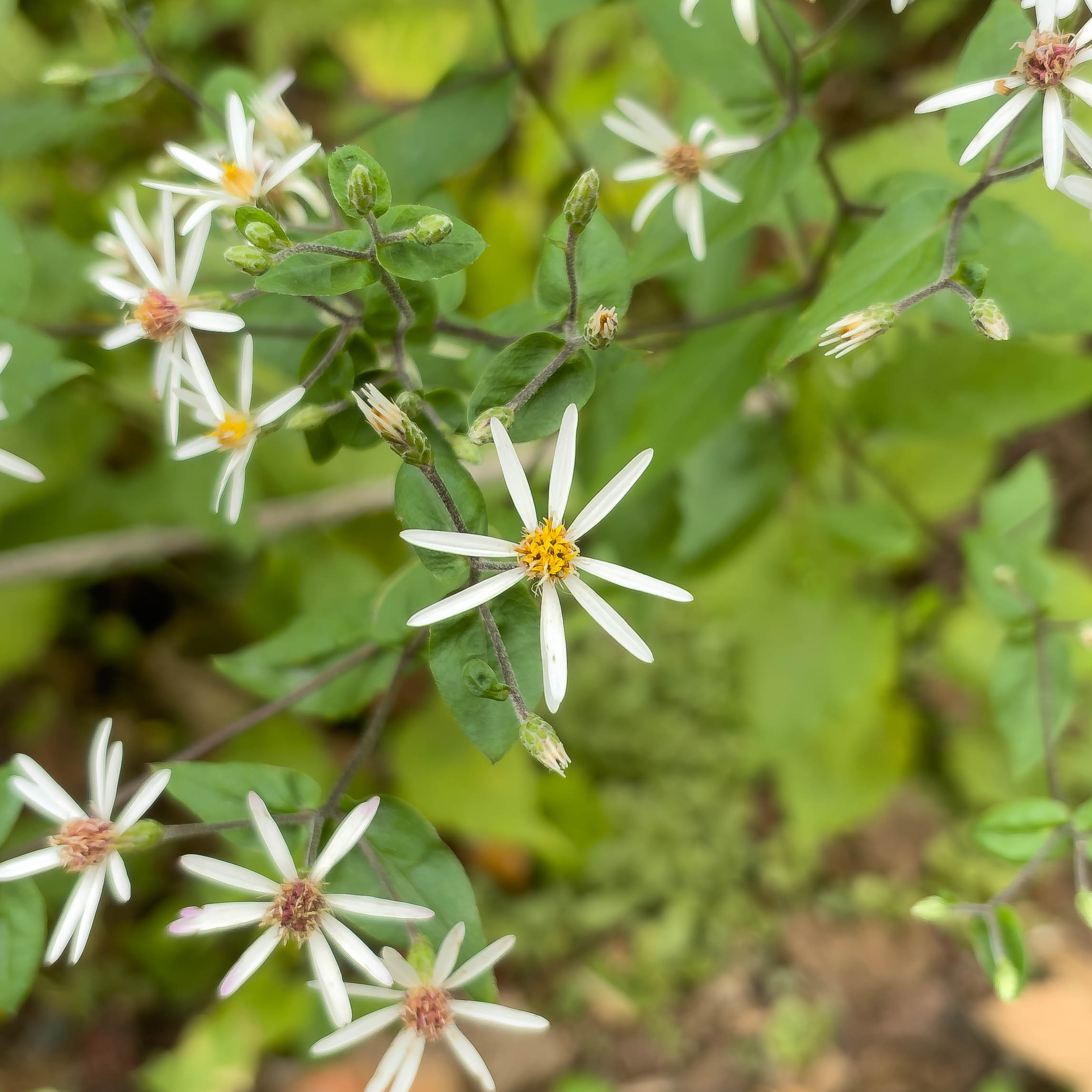 Cool yellow flower that shoots outwards
