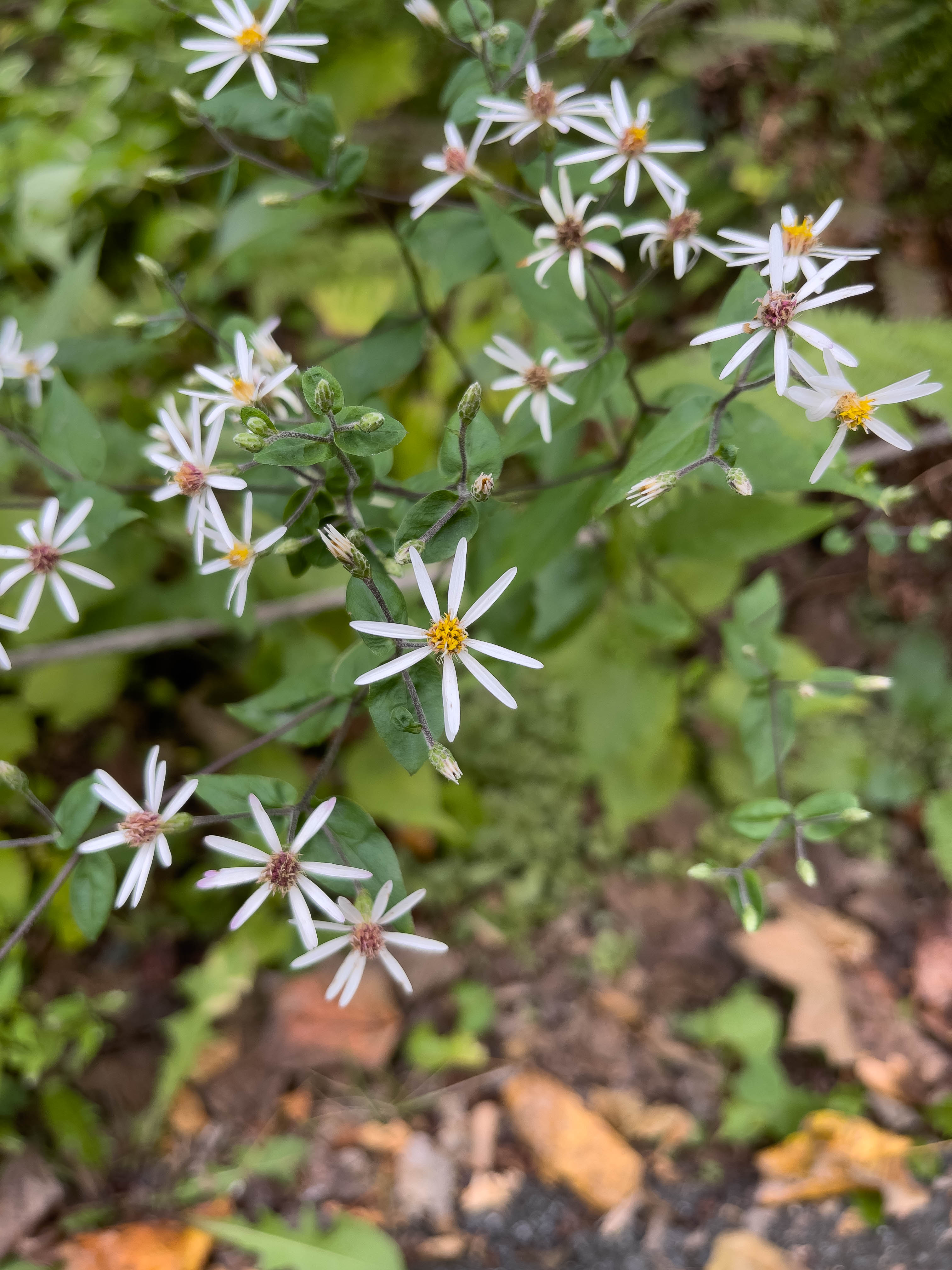 Unedited version of Cool yellow flower that shoots outwards