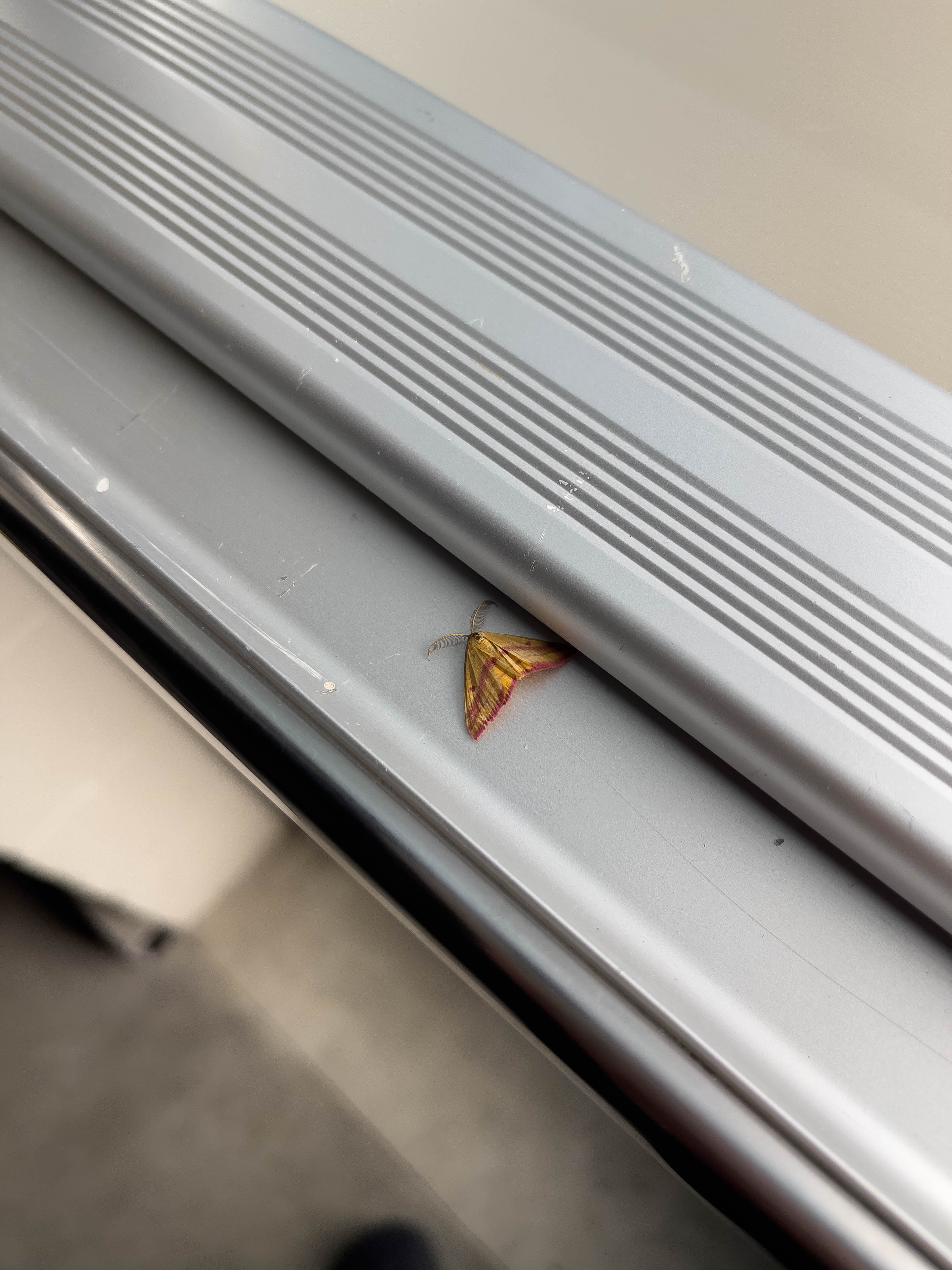 Unedited version of Bug