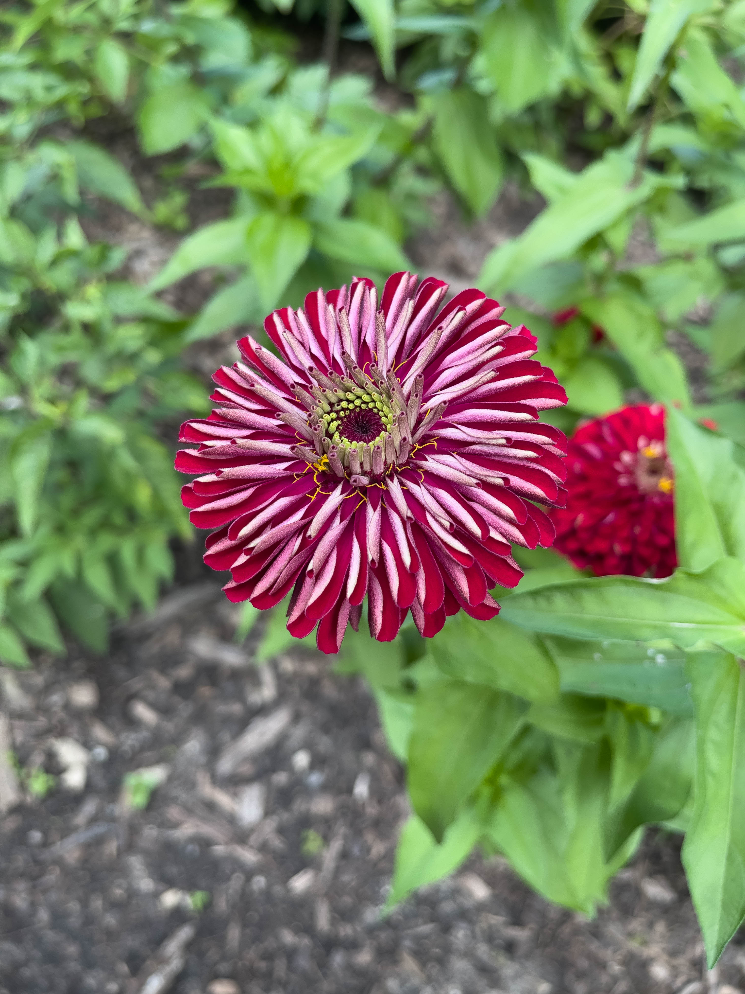 Unedited version of Big red flower.
