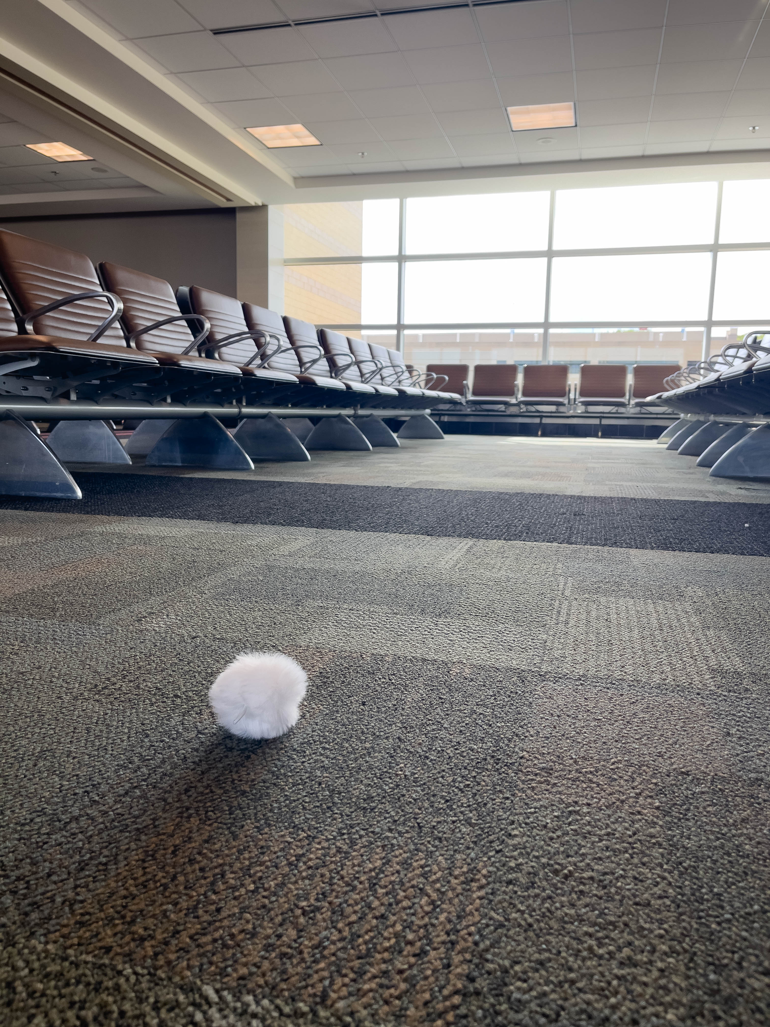 Lonely fluff ball at the airport...