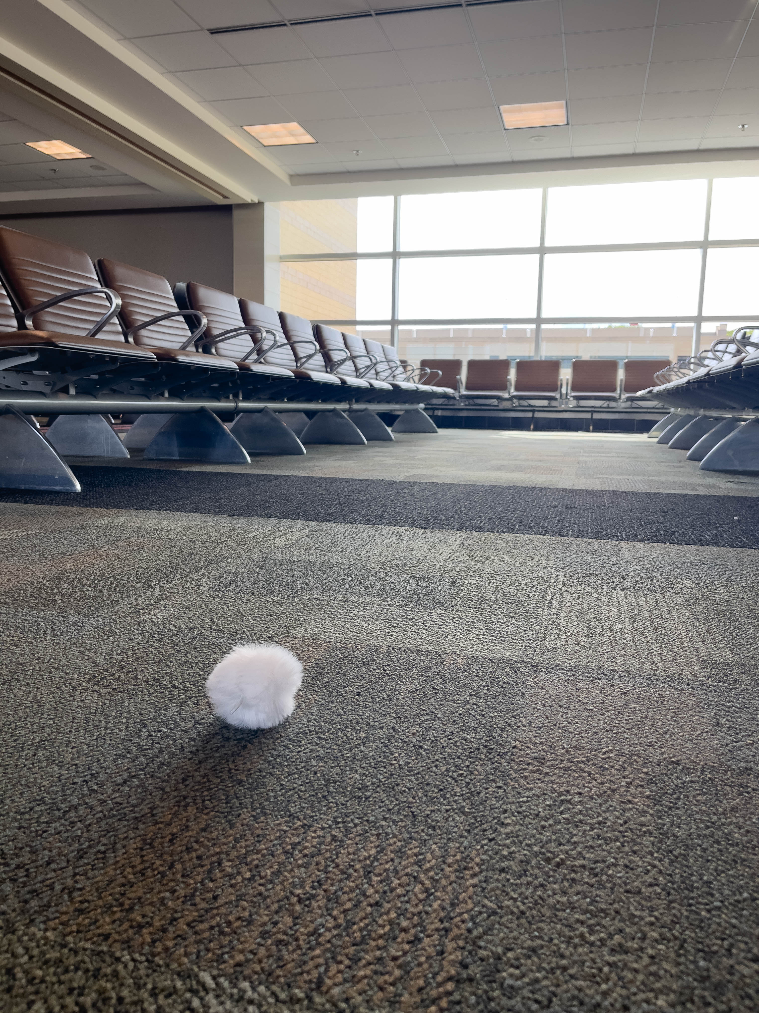 Unedited version of Lonely fluff ball at the airport...