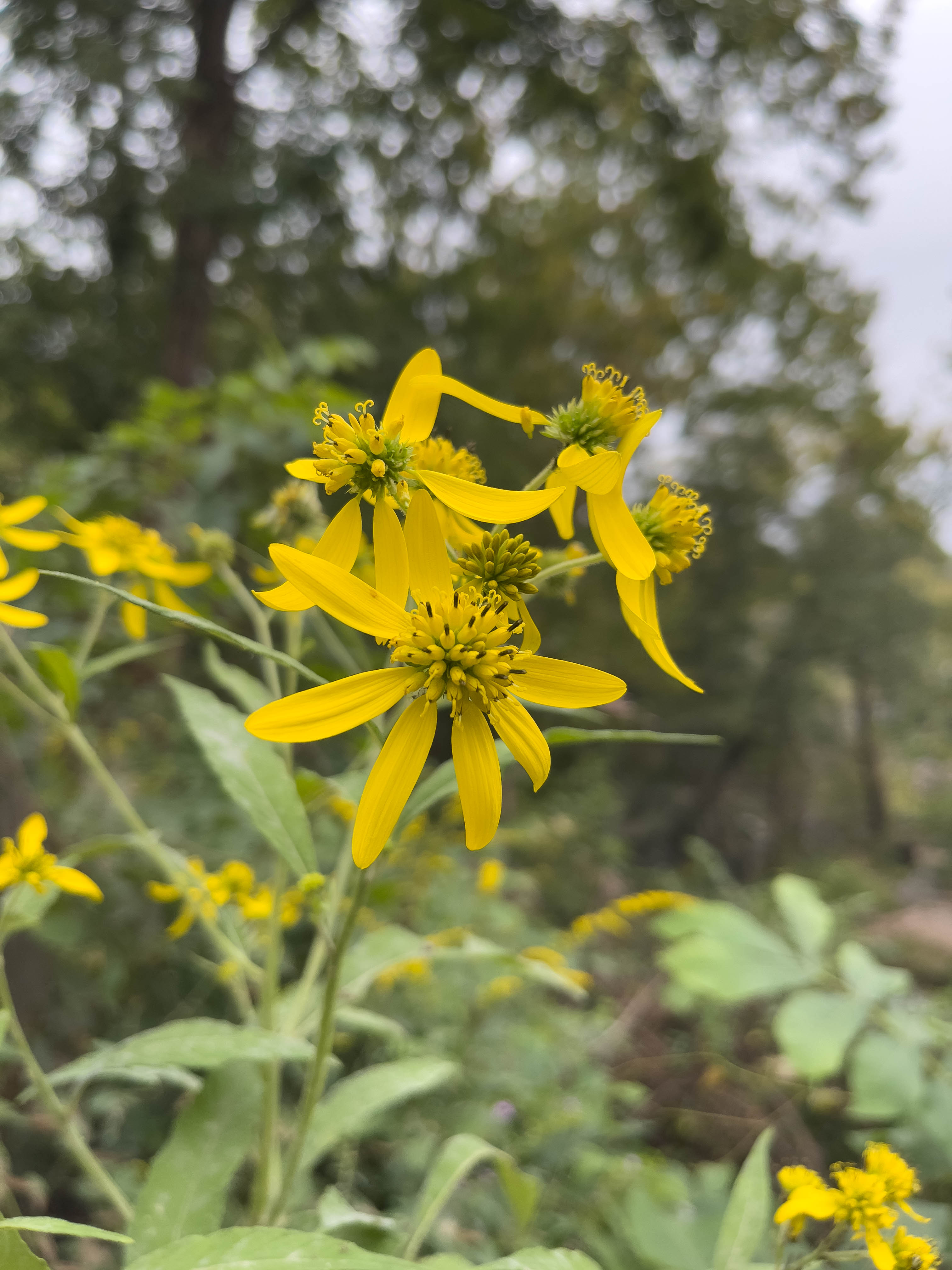 Unedited version of Yellow flowers