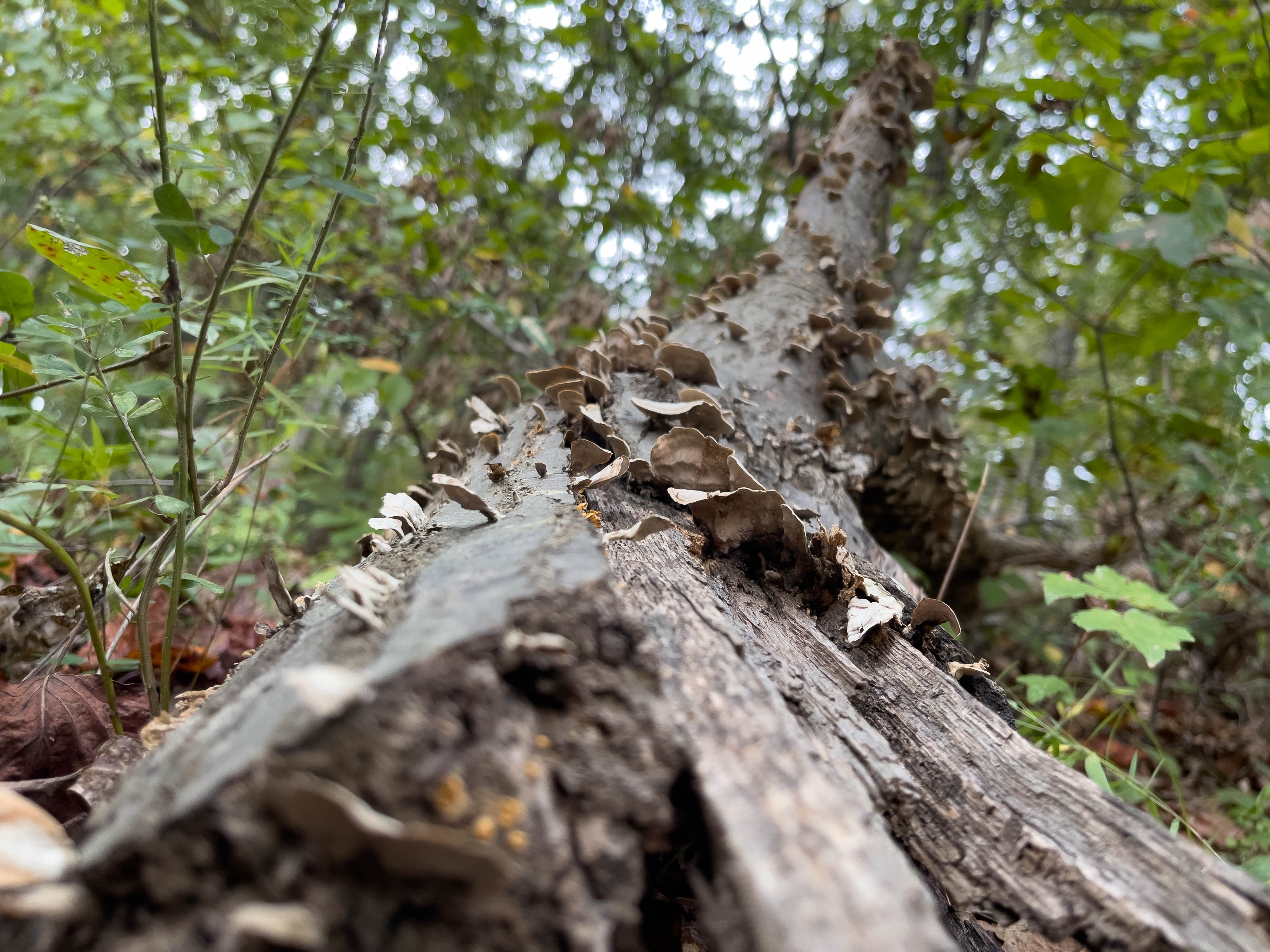 Unedited version of Fun guys going up a tree