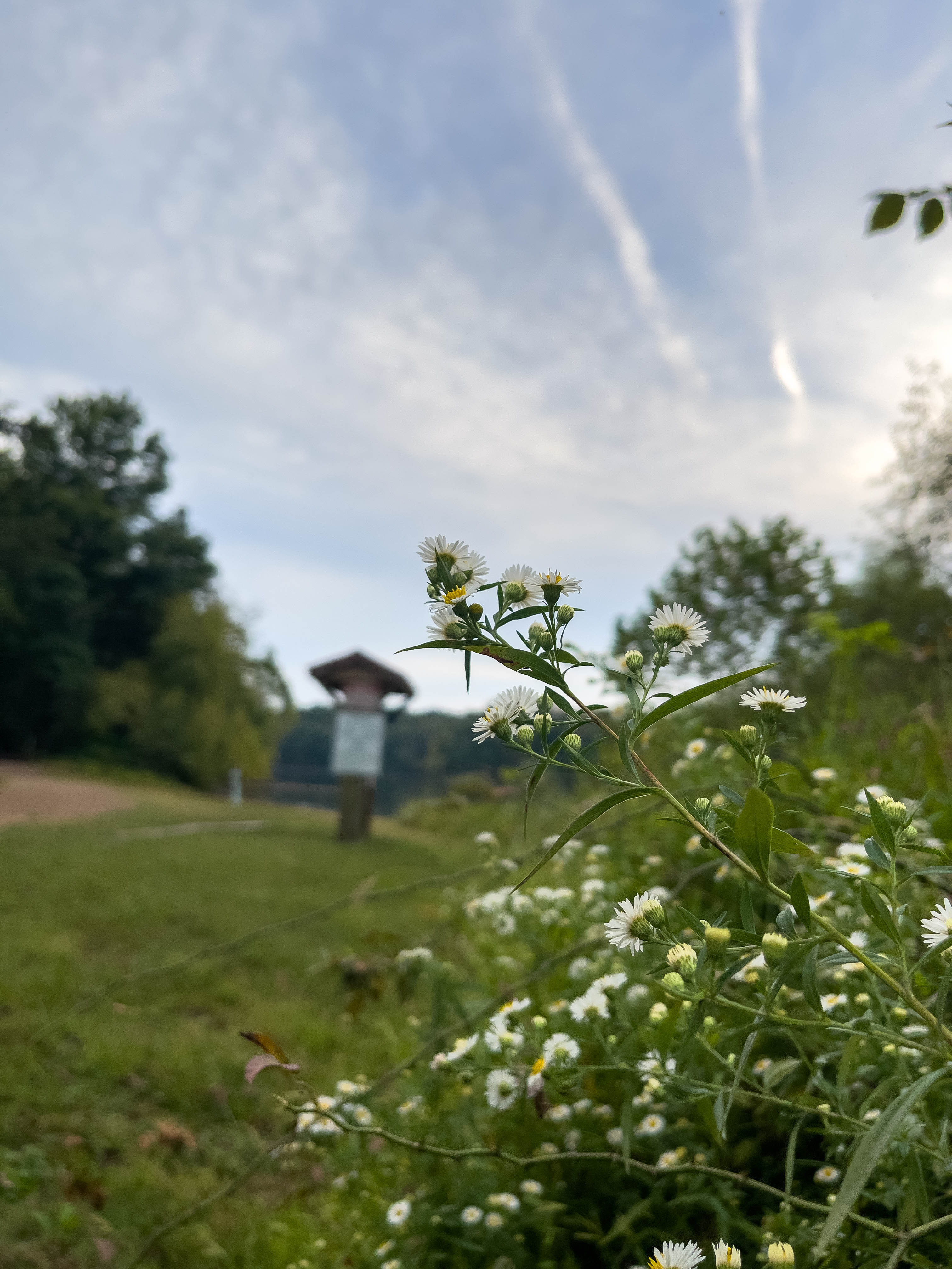 Small white flowers