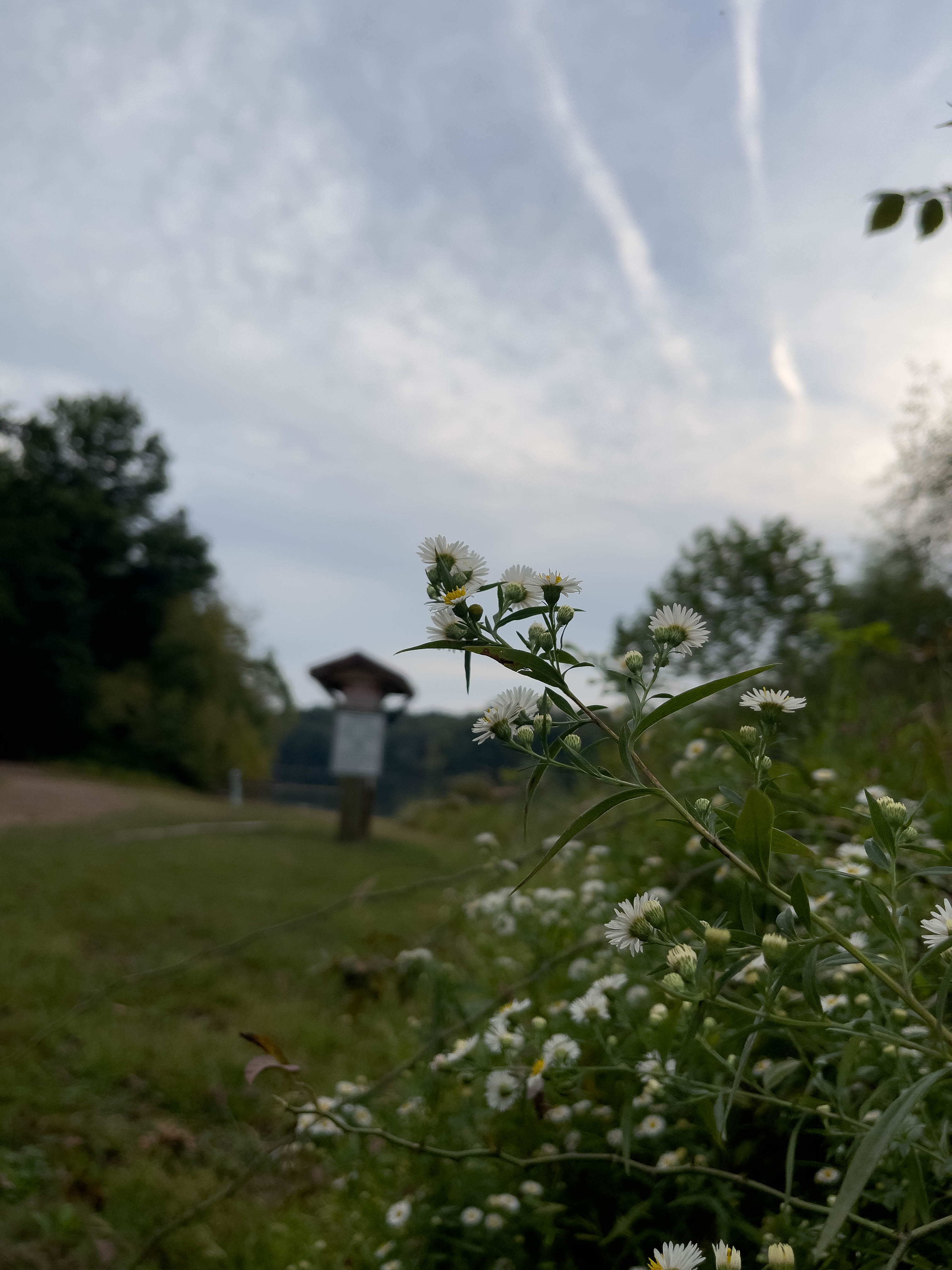 Unedited version of Small white flowers
