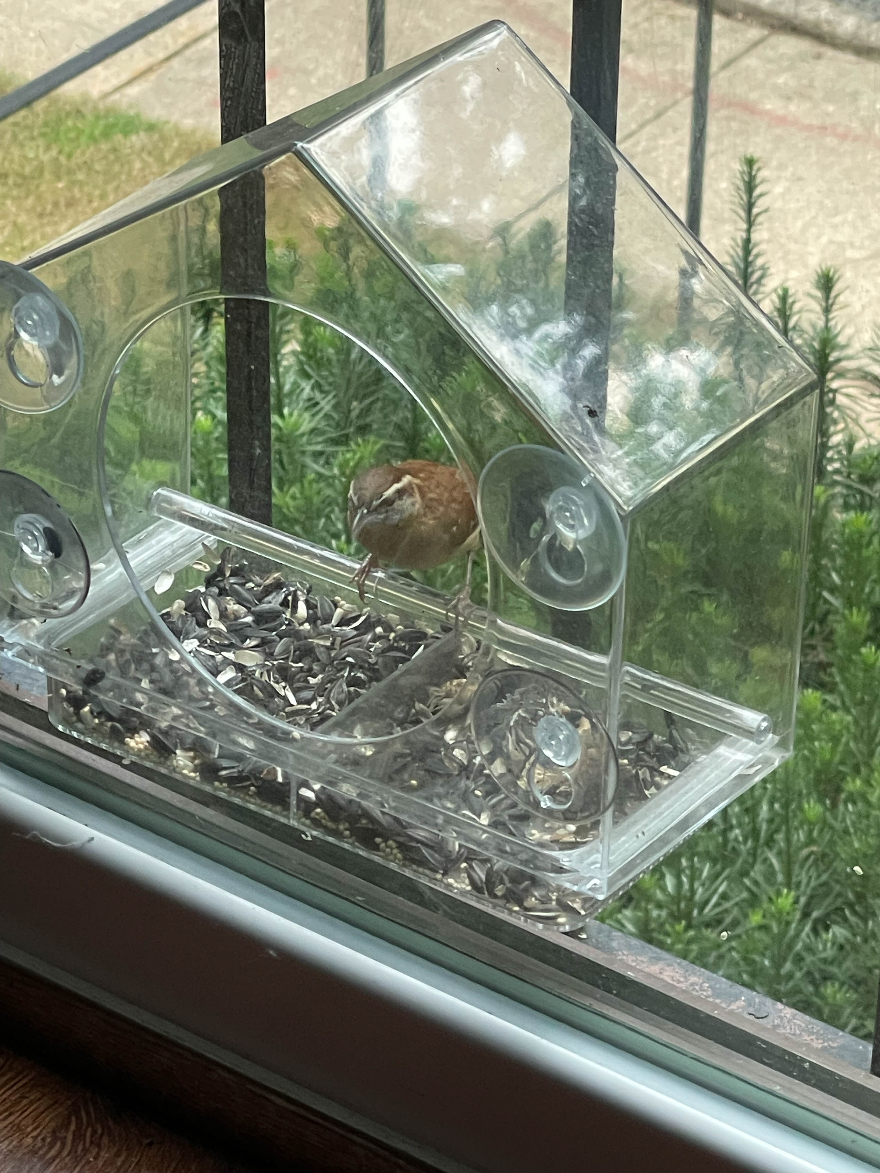 Unedited version of Carolina Wren