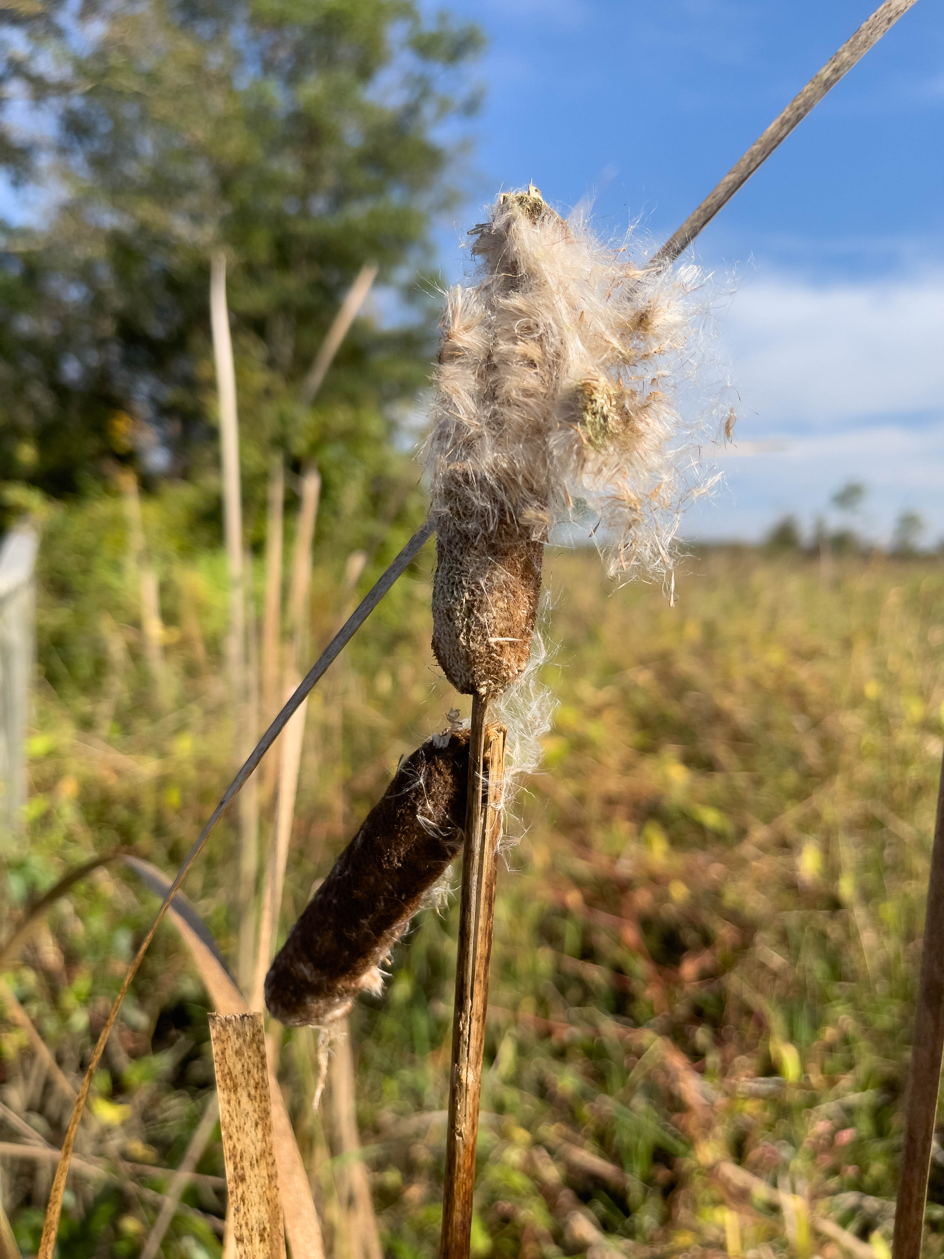 Unedited version of Cattail